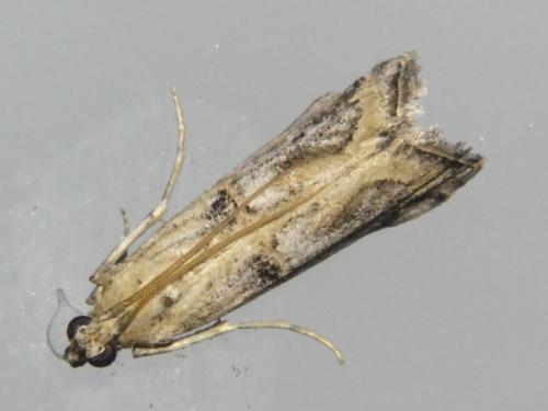 Réf. 308 059 : Pempelia genistella